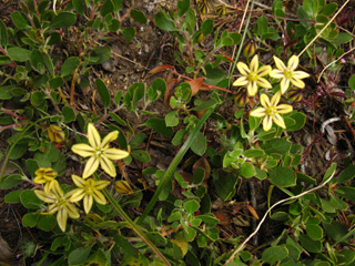Backpacking Wild flowers: Pretty Face growing on Mount Reba along the Tahoe to Yosemite Trail in the Mokelumne Wilderness